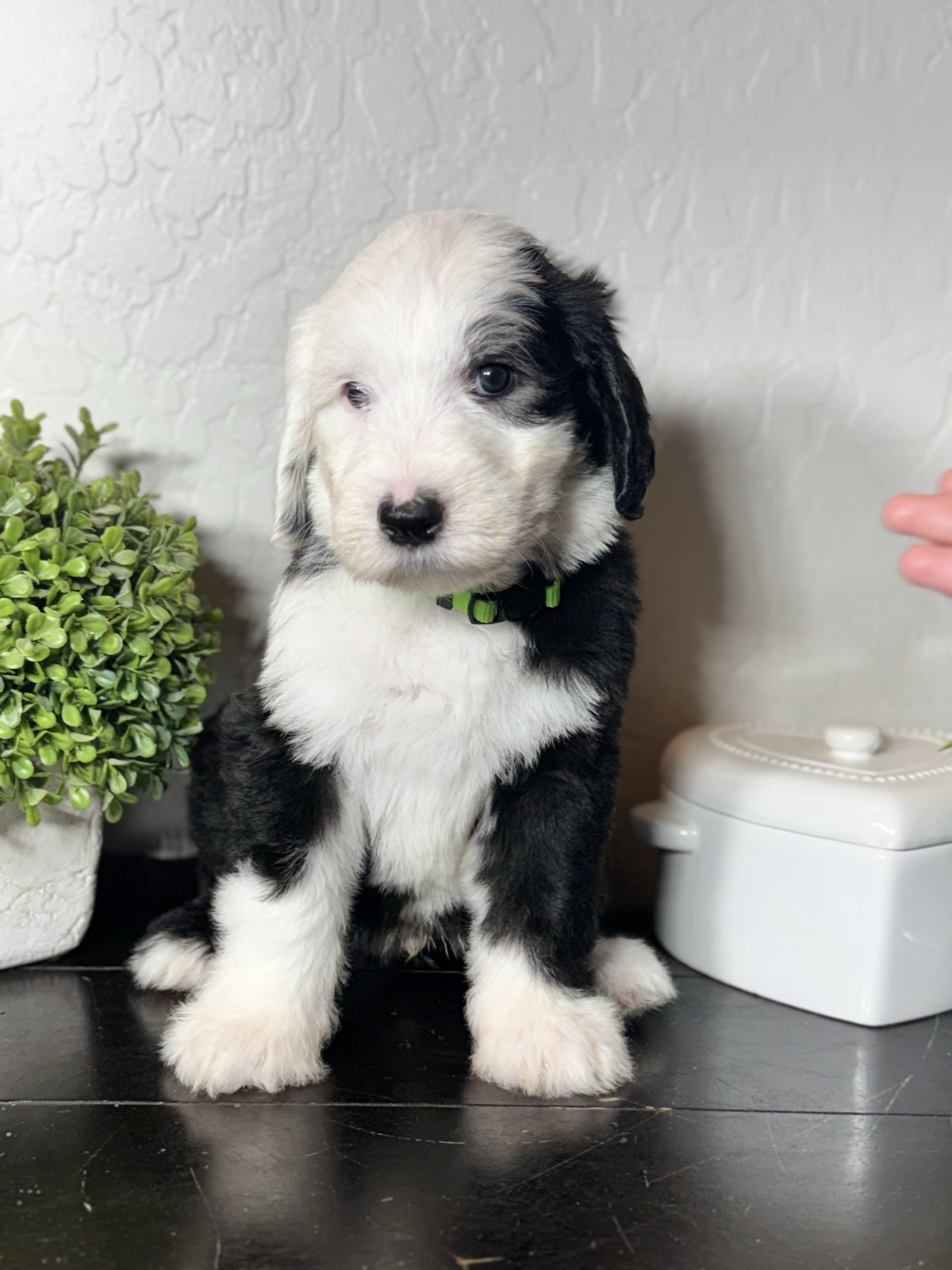 A black-and-white Ultra Sheepadoodle puppy with a green collar sitting beside a potted plant