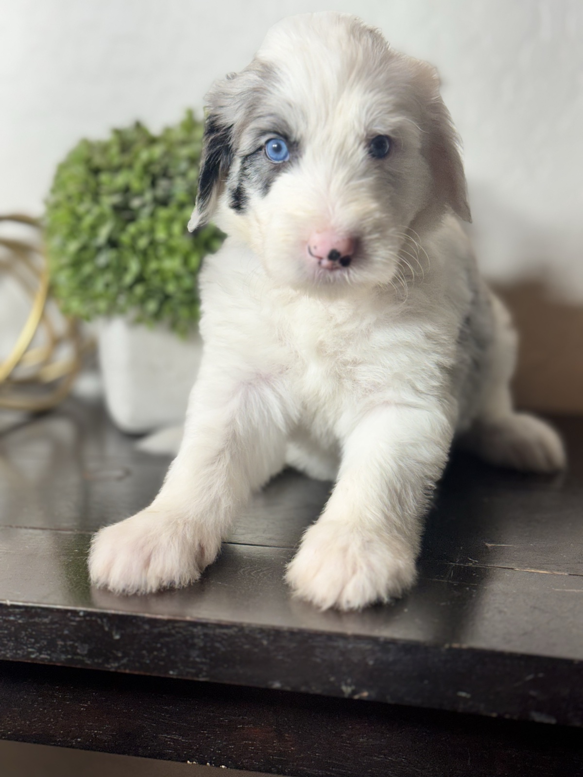 A white and merle Ultra Sheepadoodle puppy with blue eyes sitting on a dark tabletop
