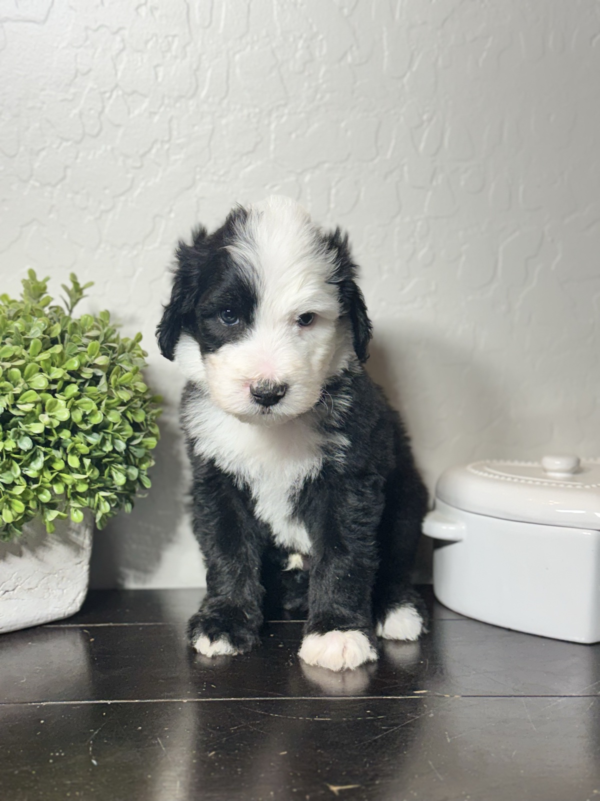A black-and-white Ultra Sheepadoodle puppy with a white forehead stripe sitting beside a potted plant